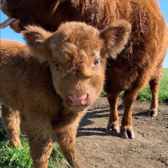 Meet your Posher, Doris - Picture 1 of 1